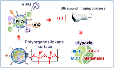 超声诊断科梁晓龙课题组在克服肿瘤乏氧提高化疗/光动力疗效方面取得重要进展