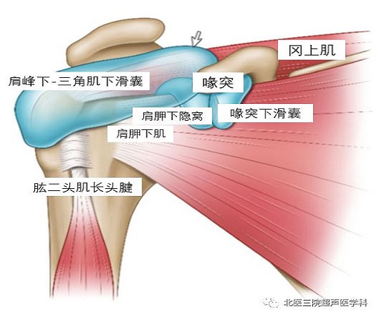 滑囊的超声评估-解剖及常见病变（一）