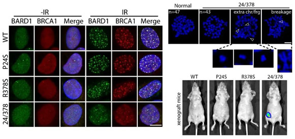 Nature Communications同日刊登北医三院国家妇产疾病临床医学研究中心两项重要研究成果
