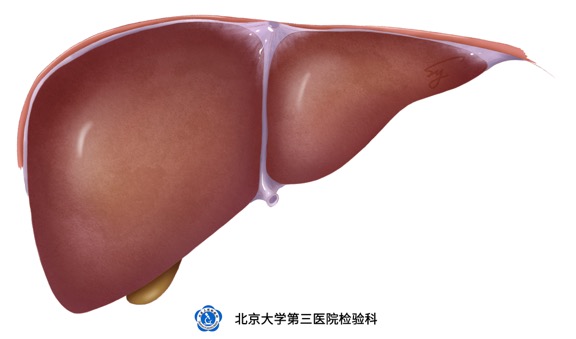 肝脏疾病相关的生化项目检查