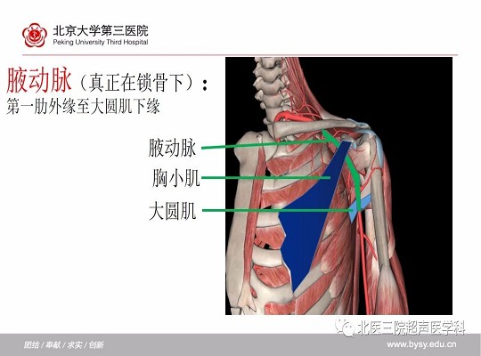 锁骨下动脉≠“锁骨下的”动脉