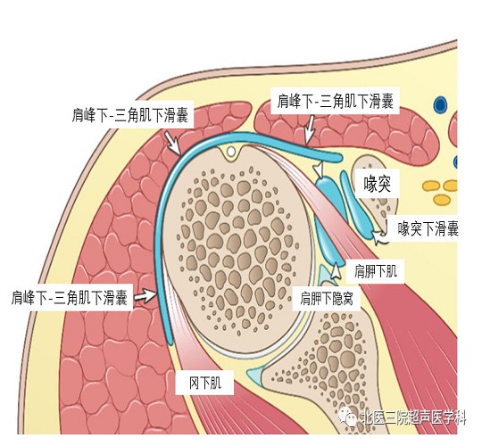 滑囊的超声评估-解剖及常见病变（一）