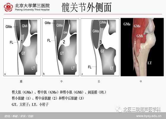 髋关节解剖（一）