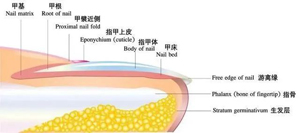 指甲上长黑线需要治疗吗?