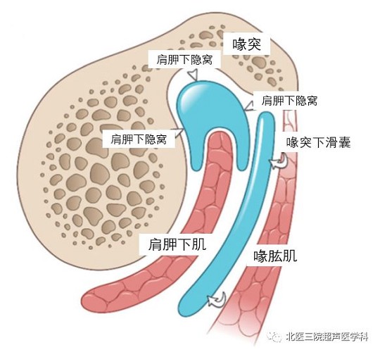 滑囊的超声评估-解剖及常见病变（一）