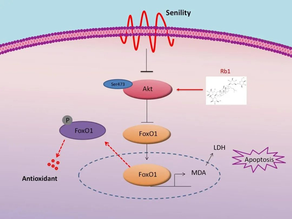 我院妇产科于洋研究团队在Science China-Life Sciences发表人参皂苷Rb1保护氧化应激诱导的卵巢颗粒细胞损伤机制研究成果