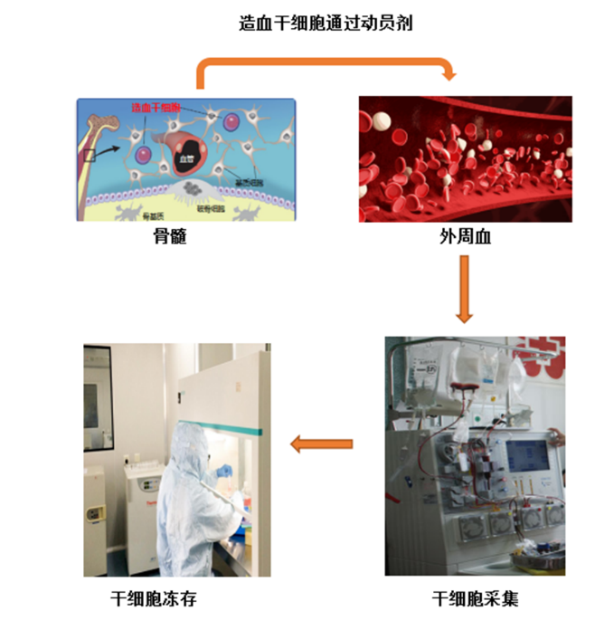 自体造血干细胞移植的哪些事