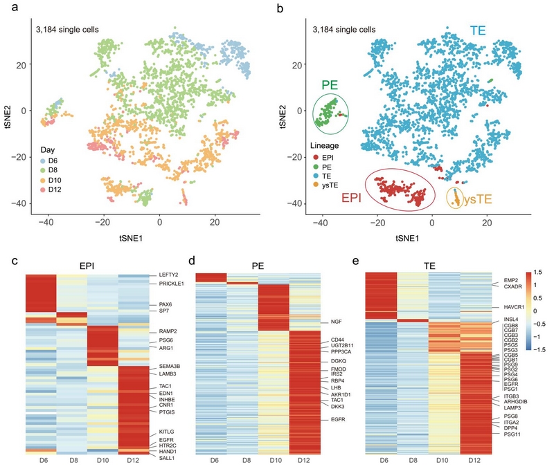 《Nature(自然)》杂志发表北京大学汤富酬、乔杰团队研究成果 揭示人类围着床期胚胎发育分子调控规律