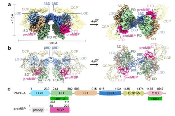 妇产科杭婧/乔杰/魏瑗研究团队Cell Discovery在线发表PAPP-A受proMBP和STC2共价调控的结构基础的研究成果