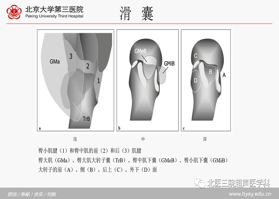 髋关节解剖（三）