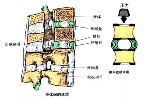 “久坐族”莫要慌，“小燕飞”来帮忙，简单小动作，运动治疗并不难！