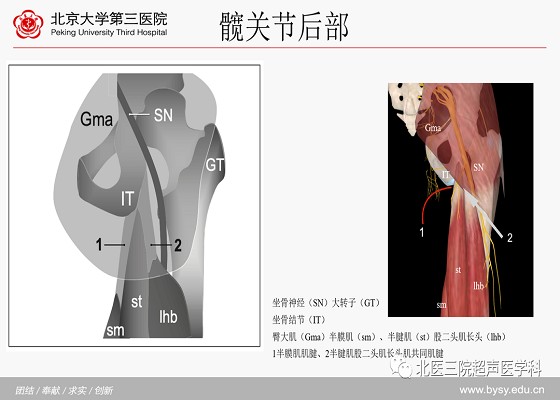 髋关节解剖（二）