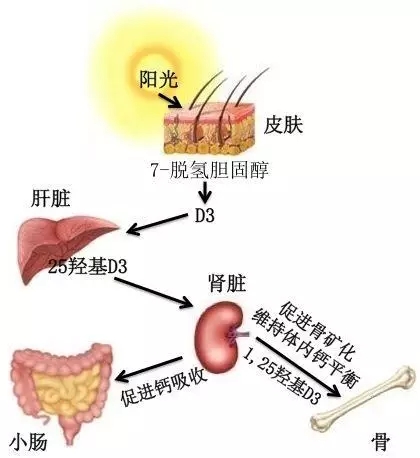 一老一小都要晒太阳，大夫教您晒太阳的“正确姿势”！