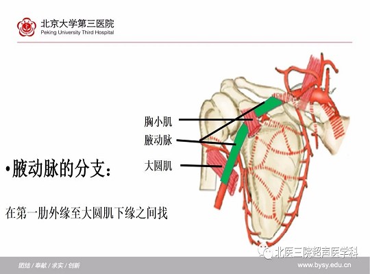 锁骨下动脉≠“锁骨下的”动脉