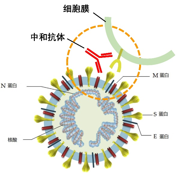 检验微科普之——新冠抗体检测能否证明疫苗接种的有效性？