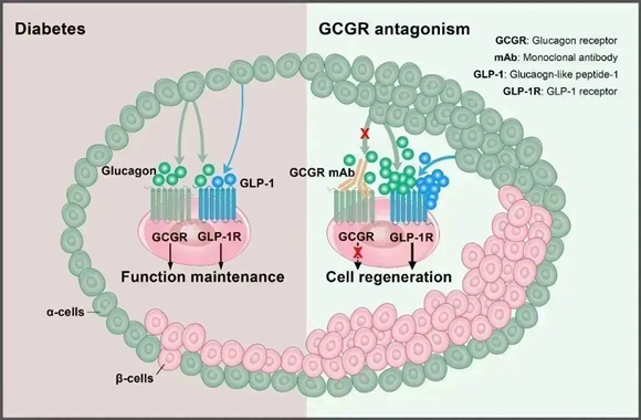 魏蕊/洪天配研究团队在Diabetes发表胰岛β细胞再生机制研究的最新成果