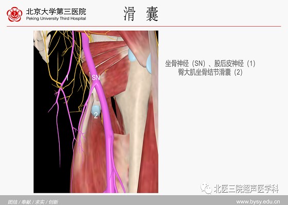 髋关节解剖（三）