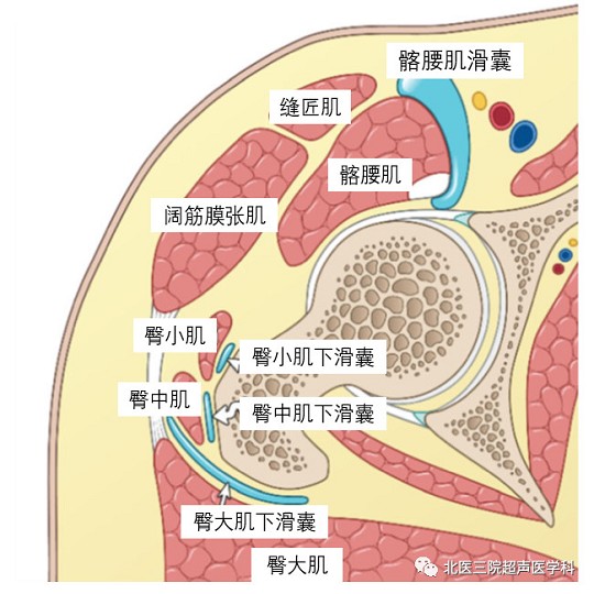 滑囊的超声评估-解剖及常见病变（二）