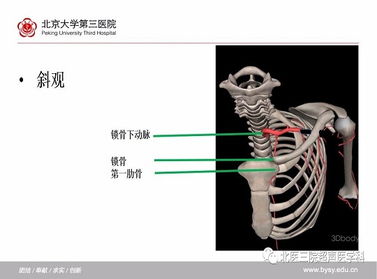 锁骨下动脉≠“锁骨下的”动脉