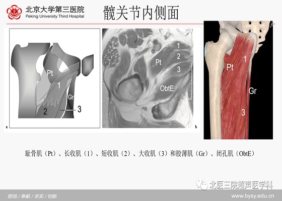 髋关节解剖（一）