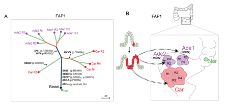 北医三院付卫研究团队与北大汤富酬研究团队合作在Gut上发表研究成果 揭示家族性腺瘤性息肉病发病机制