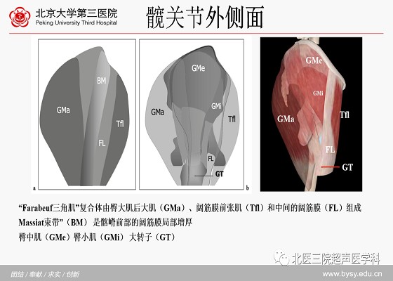 髋关节解剖（一）