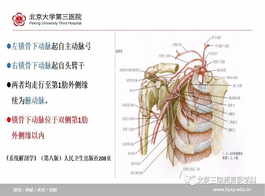 锁骨下动脉≠“锁骨下的”动脉