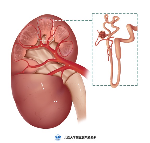 肾脏疾病的实验室检查及其临床应用