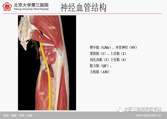 髋关节解剖（三）